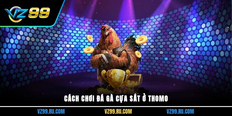 Cách chơi đá gà cựa sắt ở thomo
