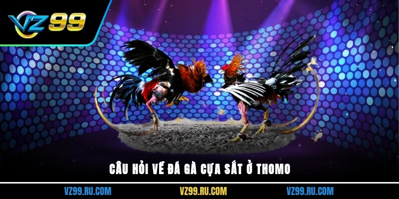 Câu hỏi về đá gà cựa sắt ở thomo