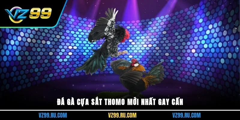 Đá gà cựa sắt thomo mới nhất gay cấn