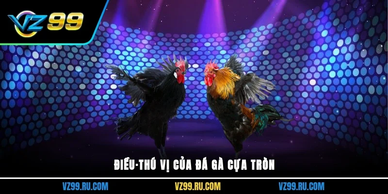 Điều·thú vị của đá gà cựa tròn