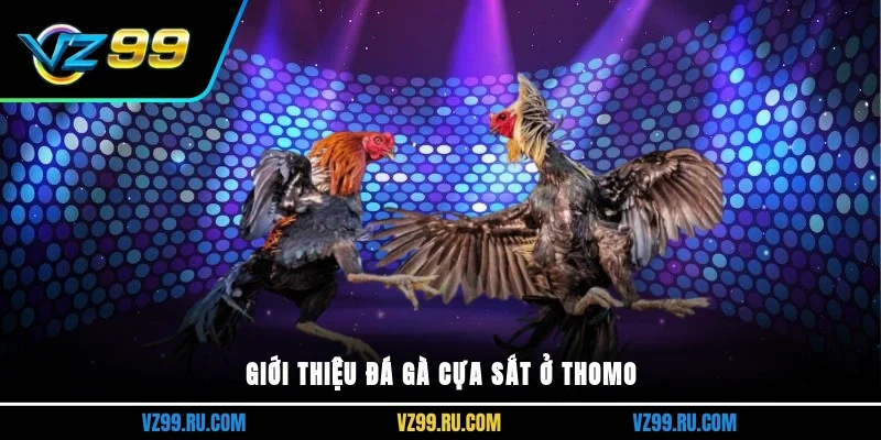 Giới thiệu đá gà cựa sắt ở thomo
