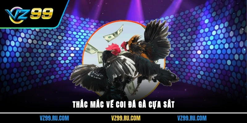 Thắc mắc về coi đá gà cựa sắt