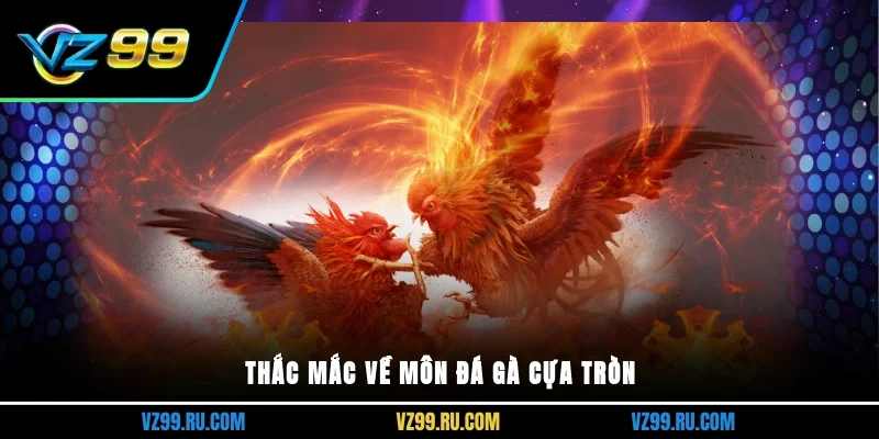 Thắc mắc về môn đá gà cựa tròn